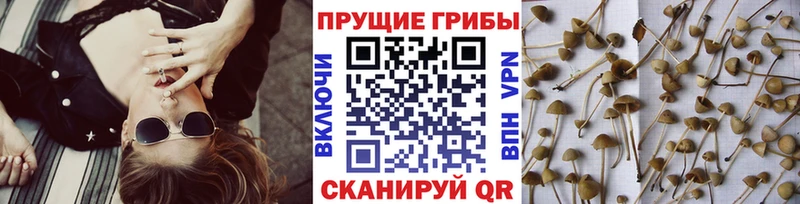 Галлюциногенные грибы Cubensis  Киселёвск 